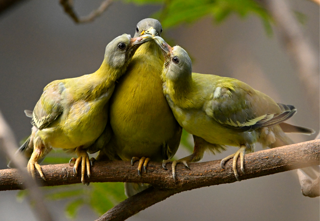 Green pigeons