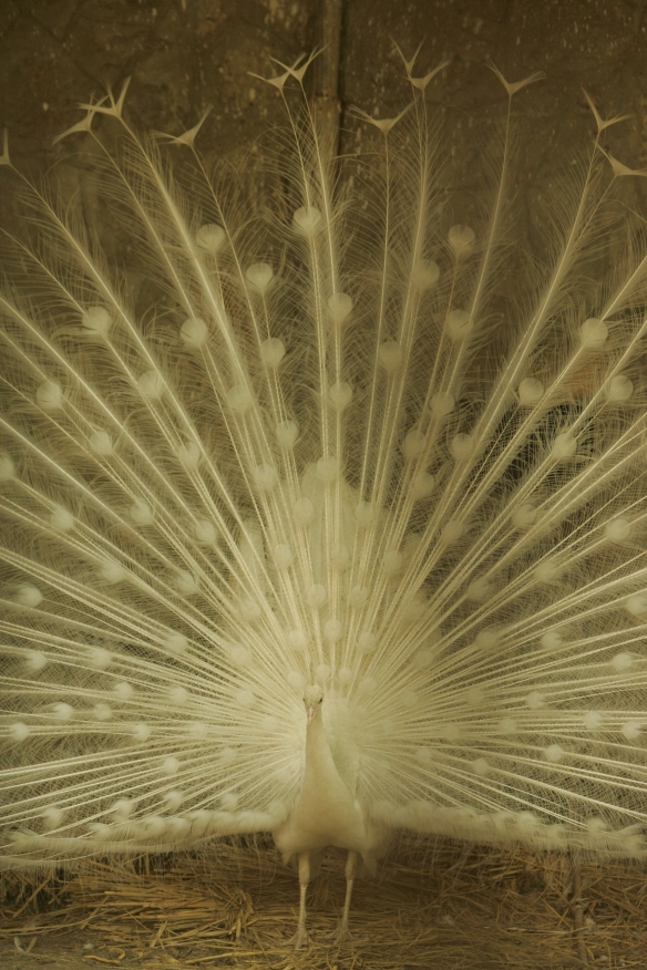 JO3C9066