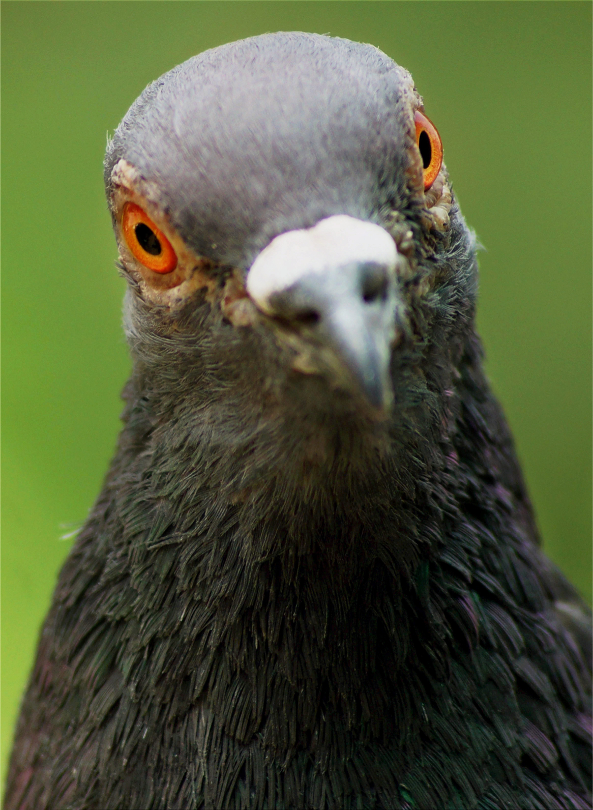 PIGEON