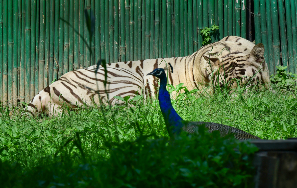 Peacock and white tiger