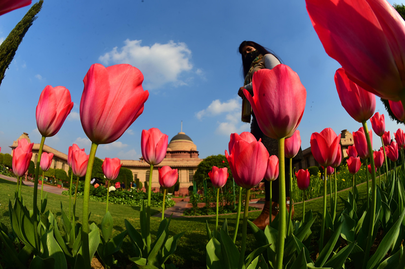 TULIP