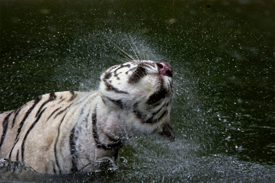 V0006552