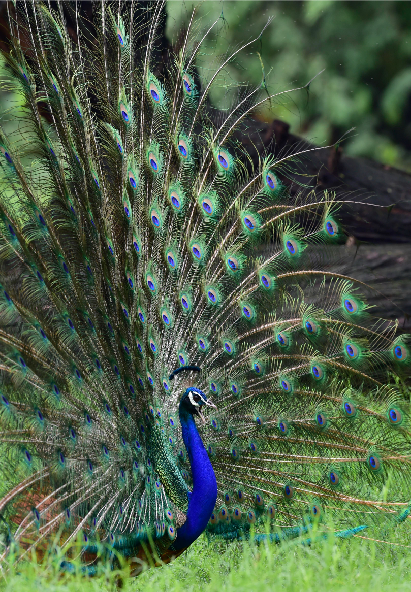 kk3