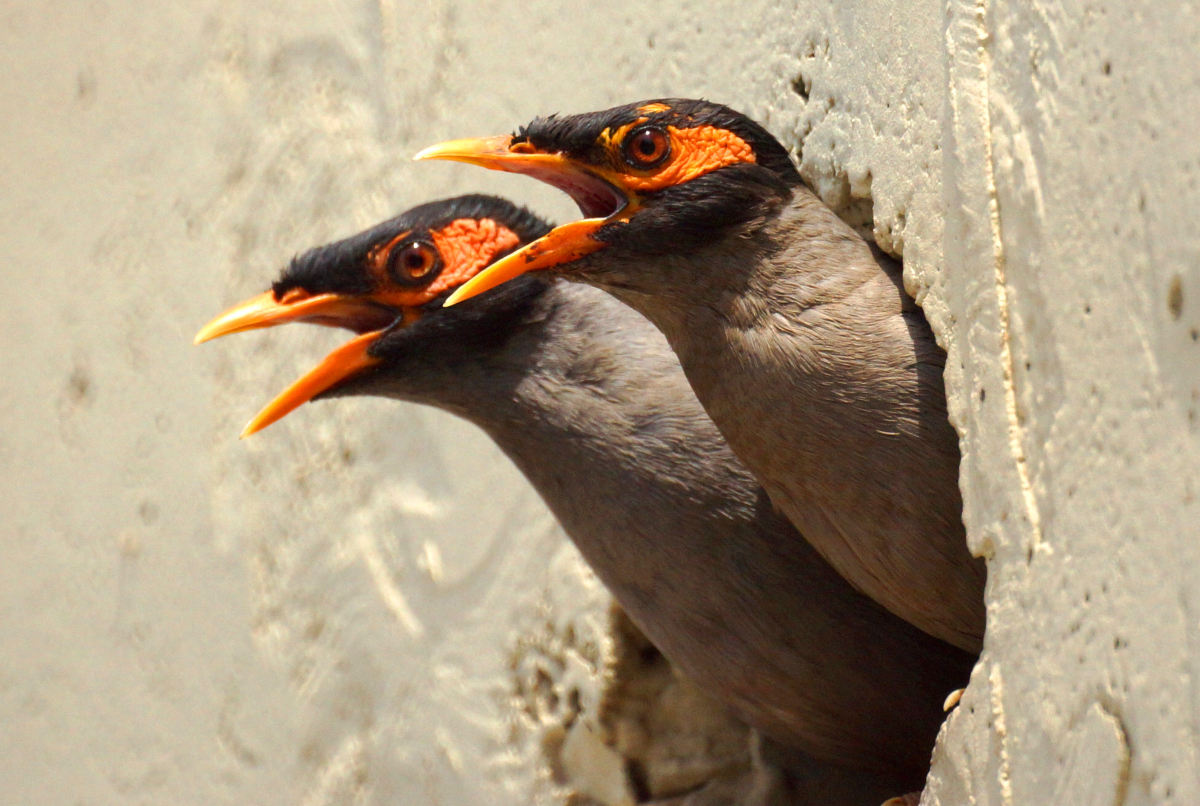 myna