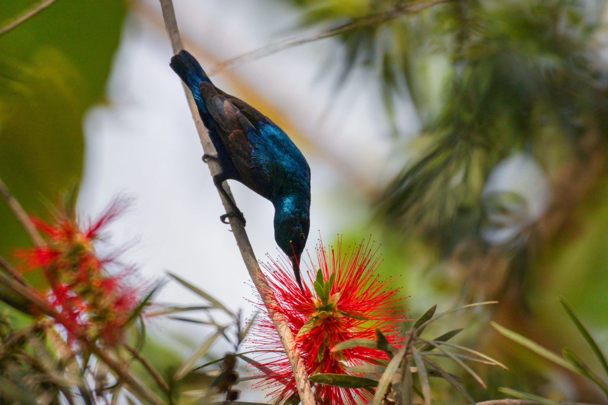 sun bird2